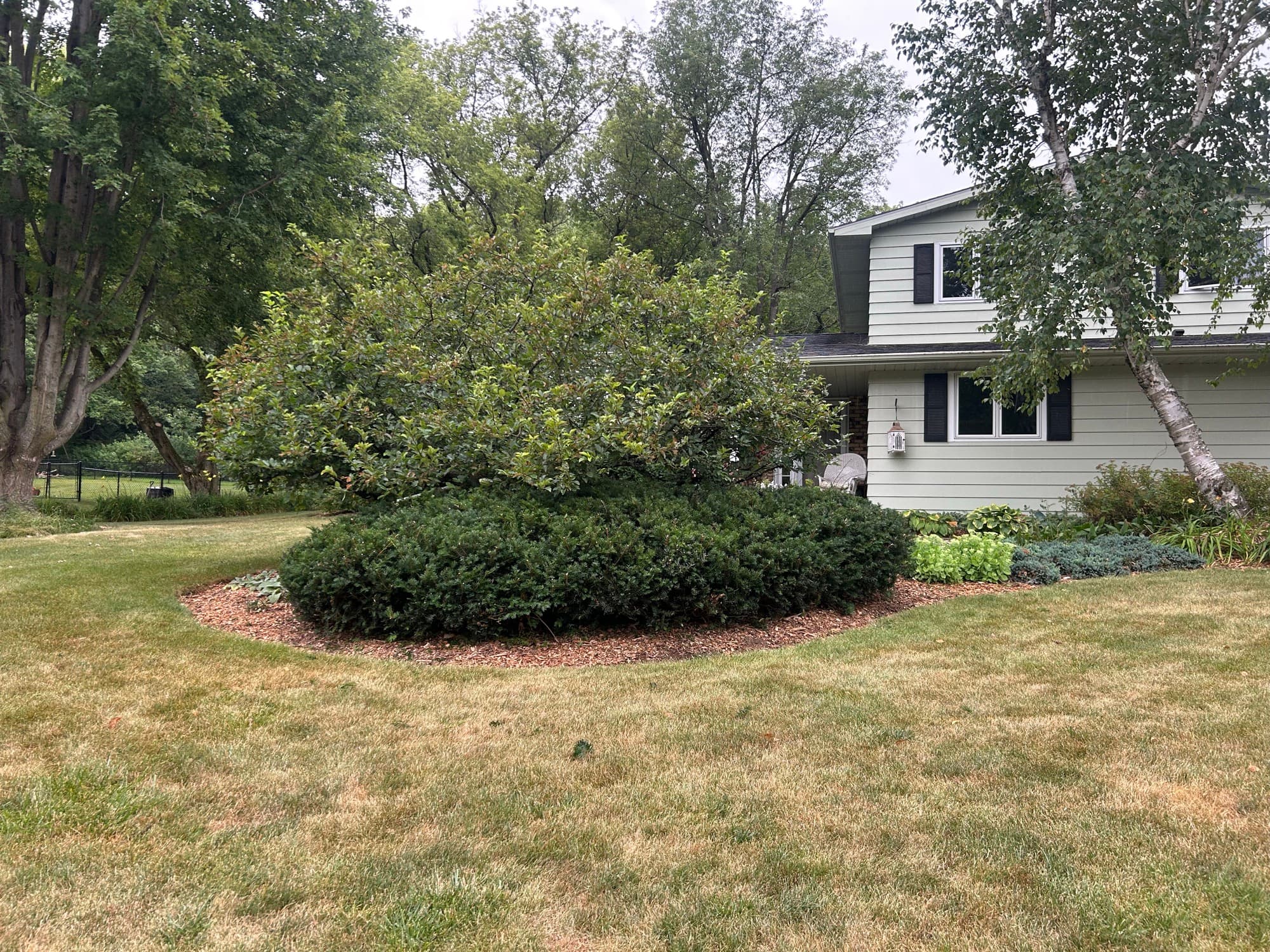 Shrub bed cleanup & edging