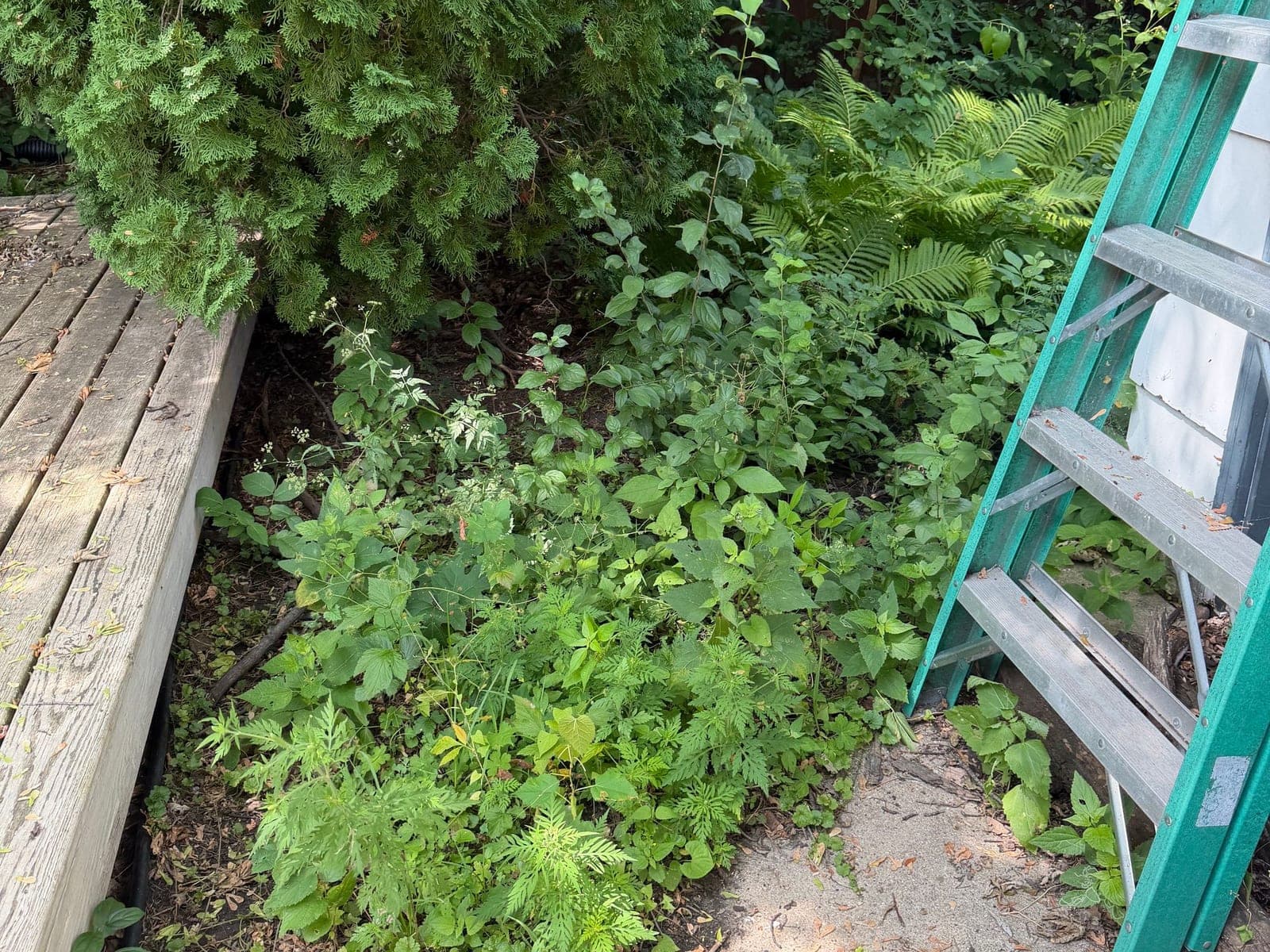Weeding a garden bed beside a deck